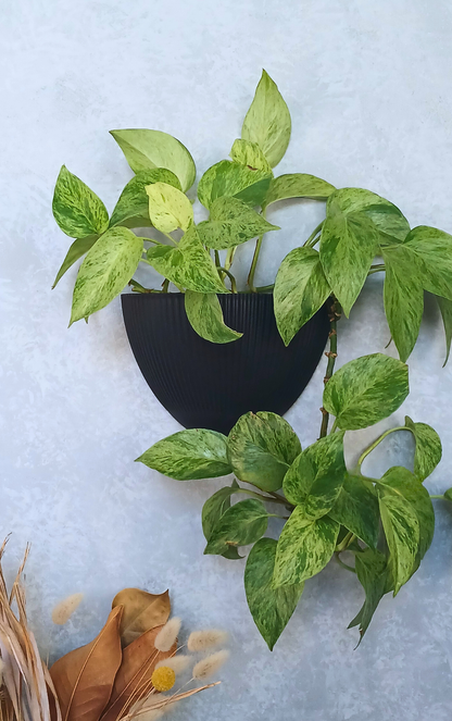 Flute - Gecko Planter®