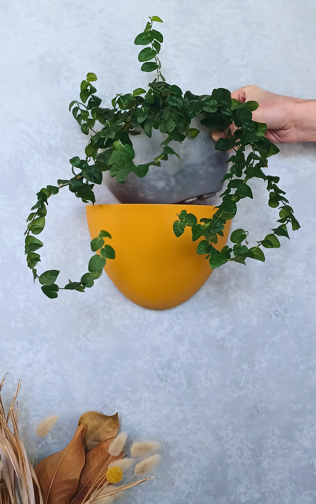 Classic - Gecko Planter®