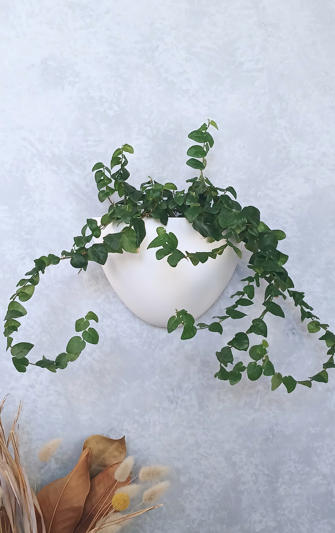 Classic - Gecko Planter®
