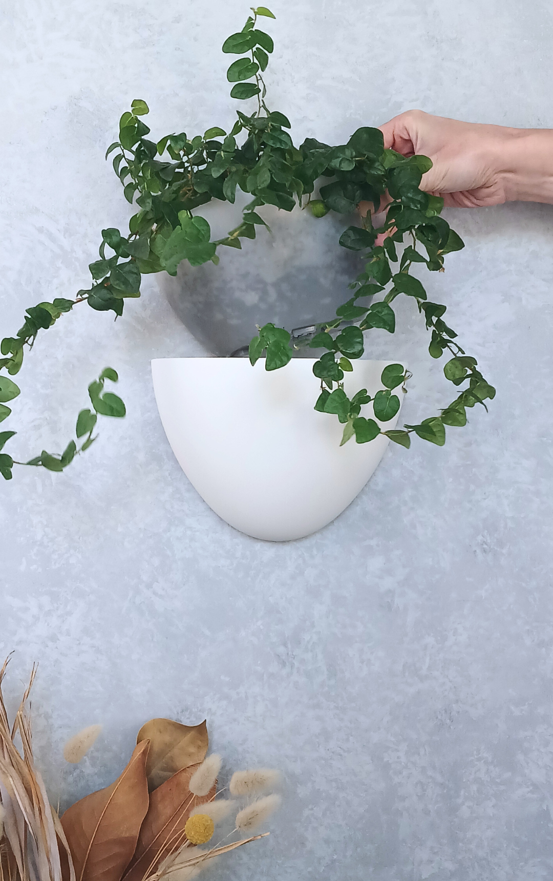 Classic - Gecko Planter®