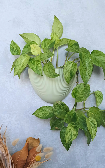 Flute - Gecko Planter®
