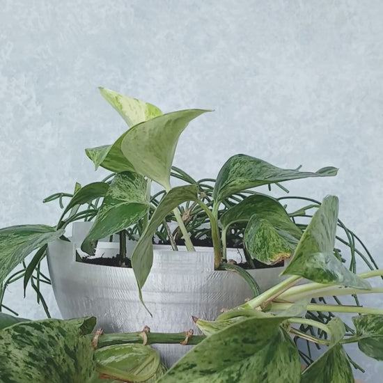 Using the Grow Probe to test the moisture of the soil in a pot. 